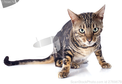 Image of bengal cat