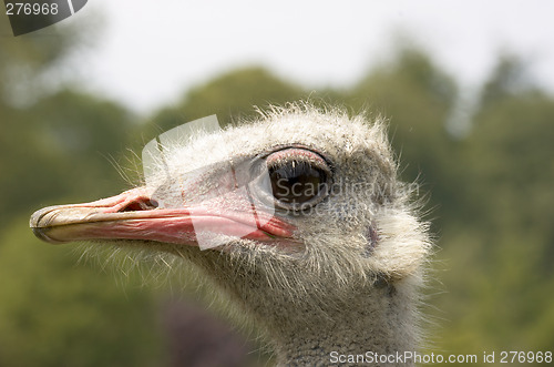 Image of Ostrich