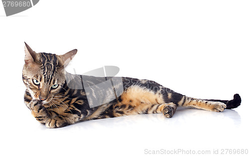 Image of bengal cat