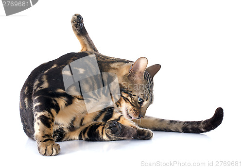 Image of bengal cat