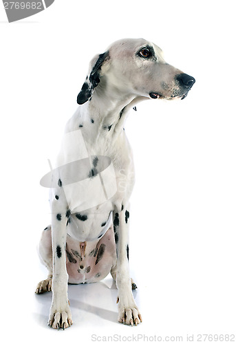 Image of dalmatian