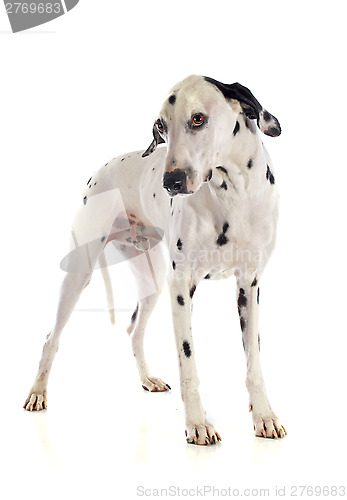 Image of dalmatian