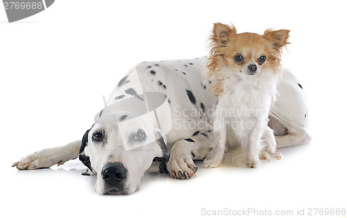 Image of dalmatian and chihuahua