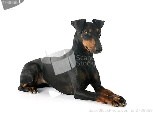 Image of Manchester terrier