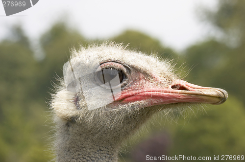 Image of Ostrich