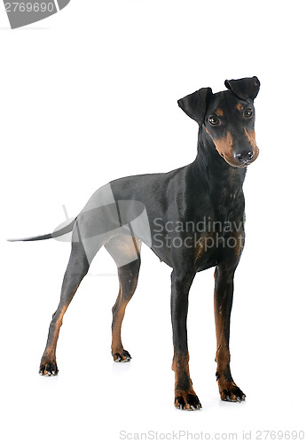 Image of Manchester terrier