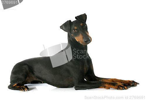 Image of Manchester terrier