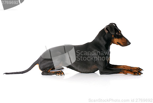 Image of Manchester terrier