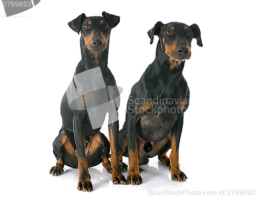 Image of Manchester terriers