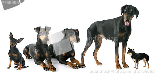 Image of black dogs