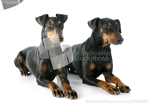 Image of Manchester terriers