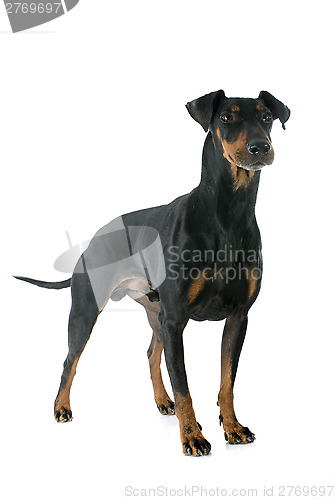 Image of Manchester terrier