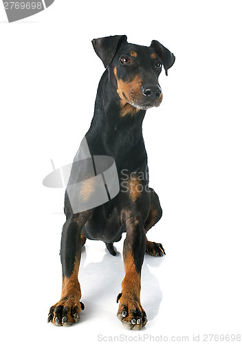 Image of Manchester terrier