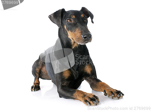 Image of Manchester terrier