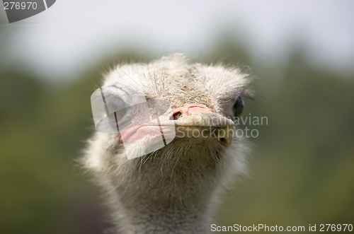 Image of Ostrich