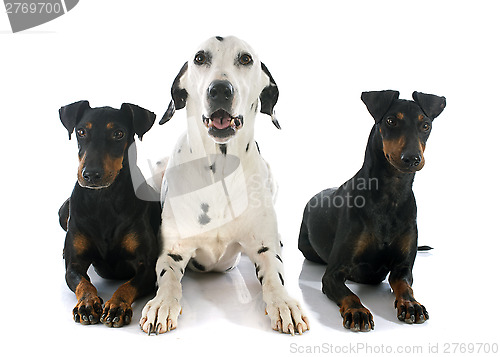 Image of Manchester terriers and dalmatian