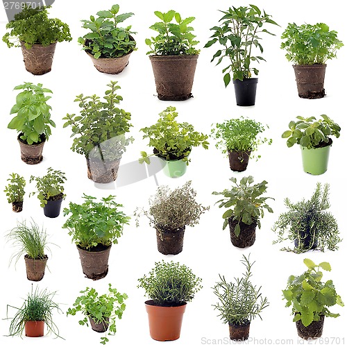 Image of aromatic herbs