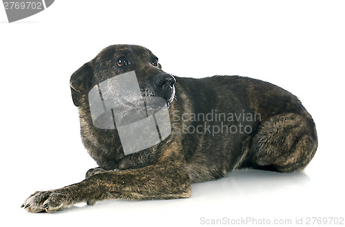 Image of old Holland Shepherd