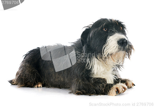 Image of griffon dachshund