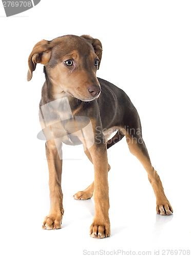 Image of mix breed doberman