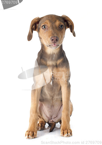 Image of mix breed doberman