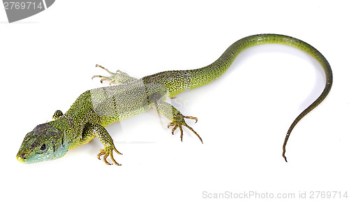 Image of Lacerta Bilineata