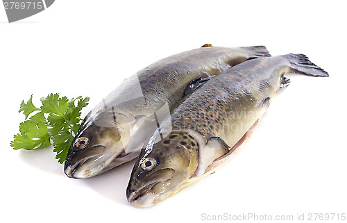 Image of Brown trouts