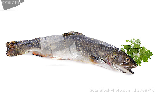 Image of Brook trout