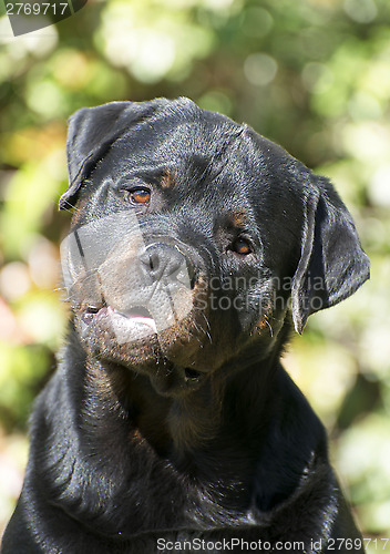 Image of rottweiler