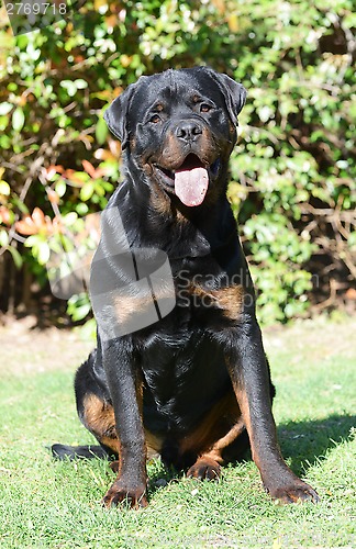 Image of rottweiler