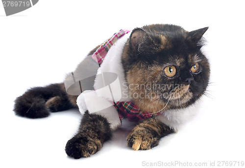 Image of dressed exotic shorthair cat