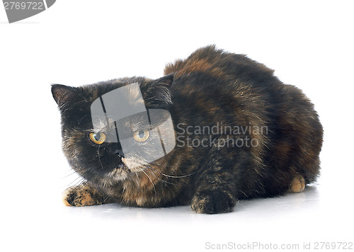 Image of exotic shorthair cat