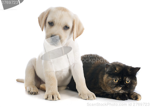 Image of exotic shorthair cat and puppy 