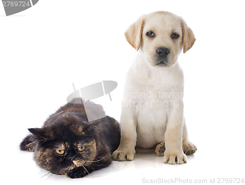 Image of exotic shorthair cat and puppy 