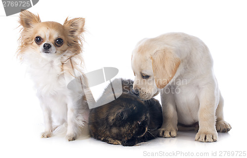 Image of exotic shorthair cat and dogs