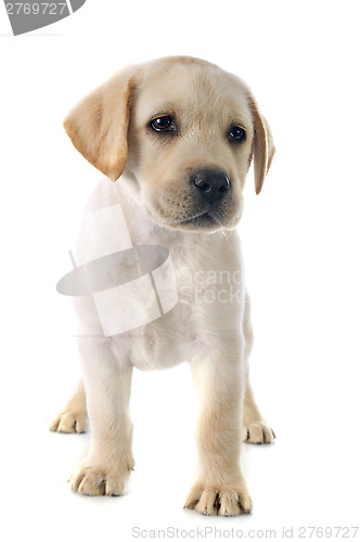 Image of puppy labrador retriever