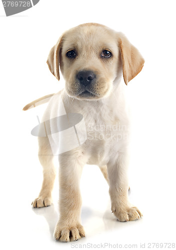 Image of puppy labrador retriever