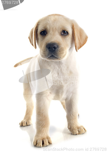 Image of puppy labrador retriever