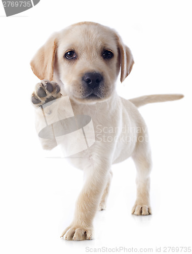 Image of puppy labrador retriever