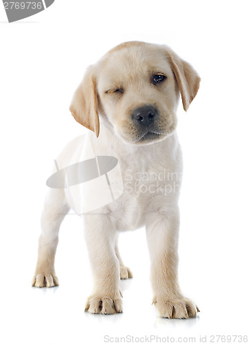 Image of puppy labrador retriever