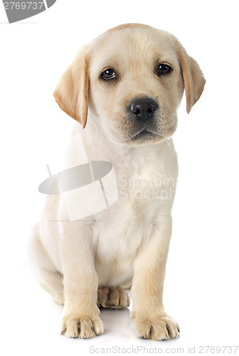 Image of puppy labrador retriever