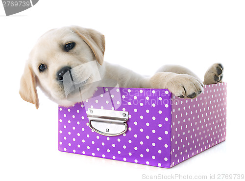 Image of puppy labrador retriever in box