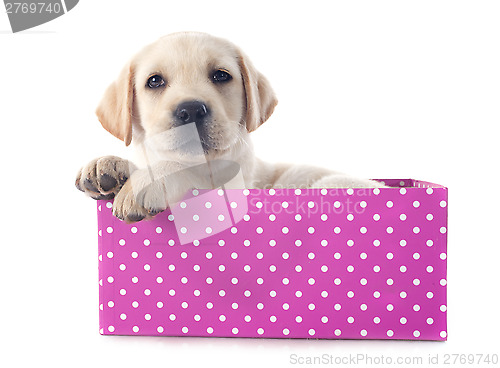 Image of puppy labrador retriever in box