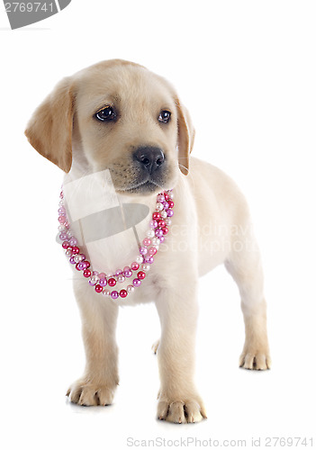 Image of puppy labrador retriever