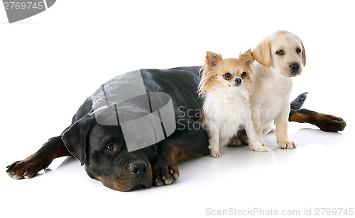 Image of three dogs