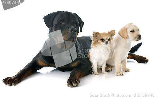 Image of three dogs