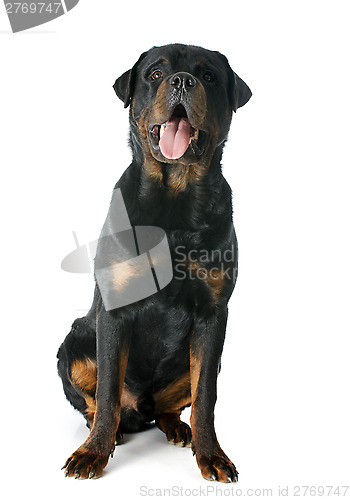 Image of rottweiler