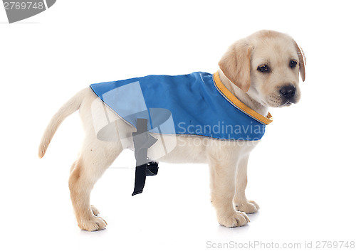 Image of puppy labrador retriever