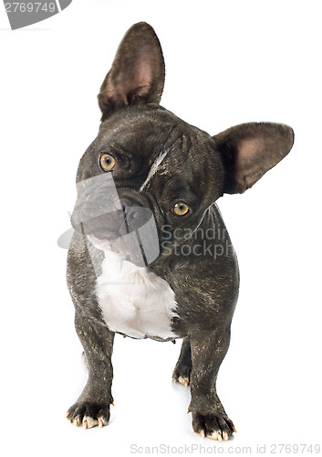 Image of french bulldog 