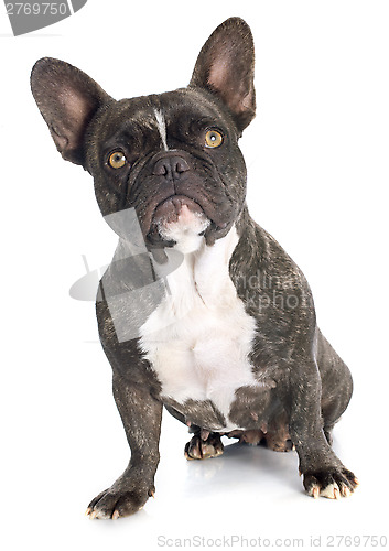 Image of french bulldog 